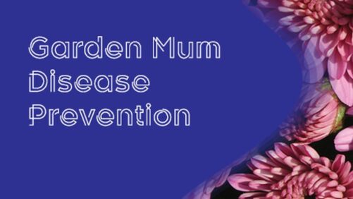 How to Protect Garden Mums against Soilborne Diseases