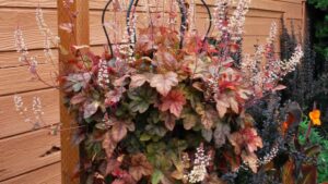 5 Trailing Varieties Reintroduced by Terra Nova Nurseries