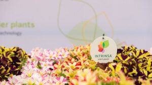 Selecta One Signs License Agreement With Dümmen Orange for the Use of Intrinsa