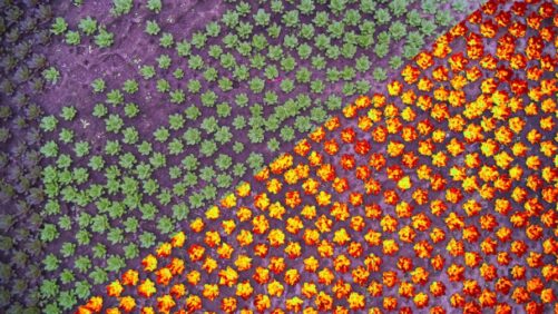 Sollum Technologies and Leaficient Team Up to Advance Lighting Strategies