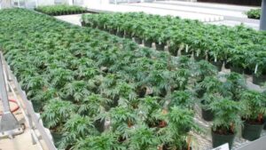 Steps for Identifying Tomato Spotted Wilt Virus (TSWV) in Marigolds