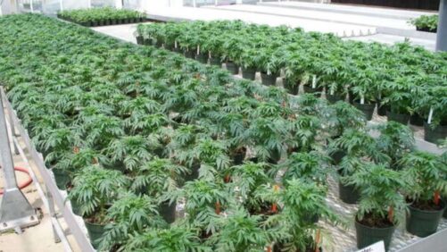 Steps for Identifying Tomato Spotted Wilt Virus (TSWV) in Marigolds