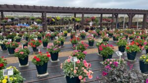 Digitalization and the Greenhouse Industry’s Moment of Transformation