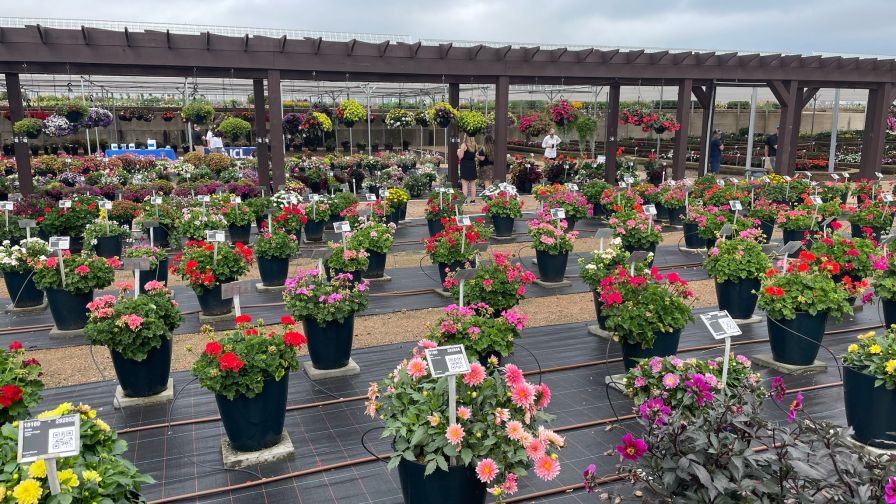 Digitalization and the Greenhouse Industry’s Moment of Transformation