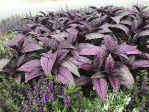 Strobilanthes