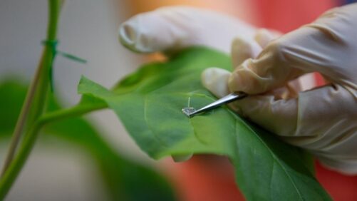 University of Cincinnati Chemists Developing Simple Tests for Plant Viruses