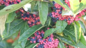 Viburnum ’Brandywine’ Named 2024 Woody Cut Flower of the Year