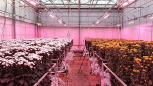 How to Control Chrysanthemum Cultivation Through Sensor Data
