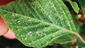 Protecting Poinsettias Early