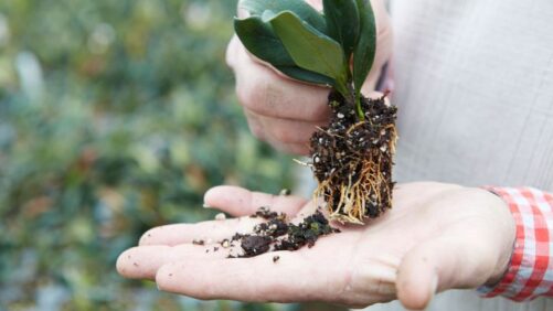 How to Build Community Connections through Plant Donations