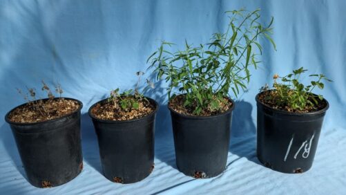 How Chilling Treatments Affect Different Species of Agastache