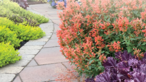 Don’t Miss Greenhouse Grower’s Digital Deep Dive on Perennials