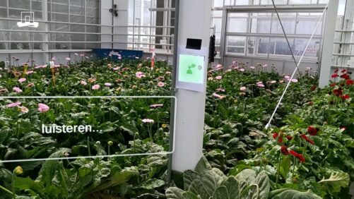 The Top 5 Greenhouse Videos of 2024