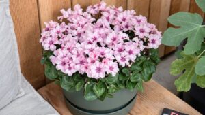 2024 Evening of Excellence Finalists Announced for Breeding Awards