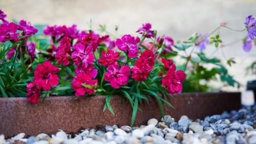 Even More Leading Breeders Offering a Range of Drought-Tolerant Varieties