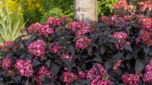 3 New Awards Earned by First Editions Eclipse Bigleaf Hydrangea