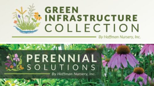 Hoffman Nursery Announces New Perennial Line and Green Infrastructure Collection