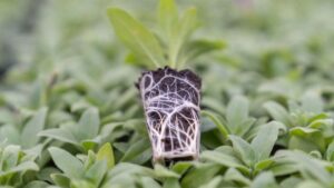 Jiffy Announces the Expansion of the Preforma Product Line with a New Factory