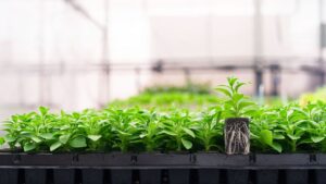 Growing Media Companies on Best Practices to Maximize Growing Media Use