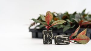 New RhizoPlug Tray Singulated Foam Substrate Designed to Improve Vegetative Propagation