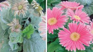 A Proactive Pest Management Guide for Greenhouse Production