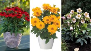 3 German Plant Breeders Added as New ThinkPlants Members