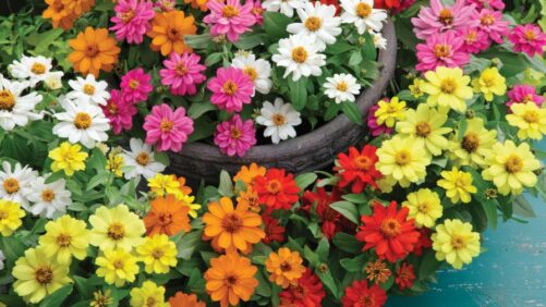 Leading Breeders Offering a Range of Drought-Tolerant Varieties