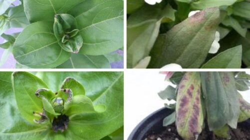 How to Identify and Prevent Calcium and Magnesium Deficiencies in Zinnias