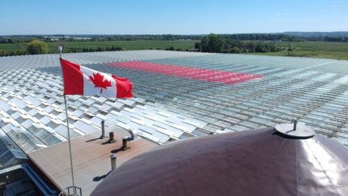 Incentives Help Growers Invest in Solar Energy and Agrivoltaics