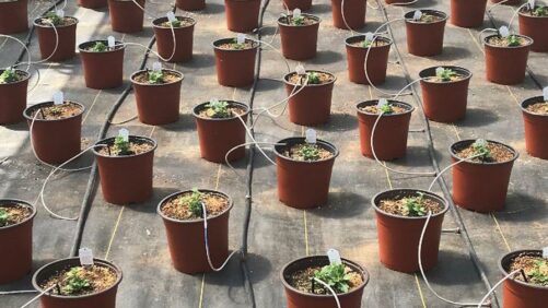 Perfecting Emitter Placement for Drip Irrigation of Summer Bedding Plants