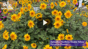 Greenhouse Grower’s Hot Takes on Sunflowers, Salvia, and Daphne