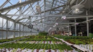 How Smart Greenhouses Are Revolutionizing Ag Tech