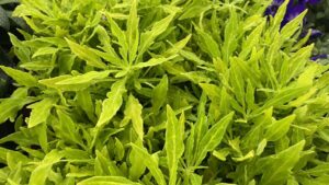 Why Coleus Is Cooking With Consumers