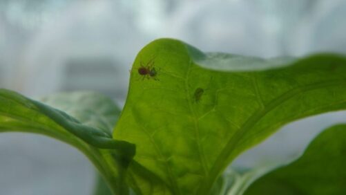 Learning Opportunity: Quality Assessment of Biocontrol Agents