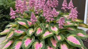 Allan Armitage on AI and ChatGPT in Horticulture