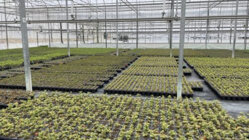 Spring 2024 Growing Recap: Sales Top Expectations