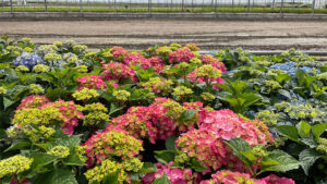 Spring 2024 Growing Recap: Lessons Learned