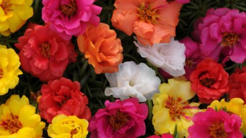 Drought-Tolerant Varieties from PanAmerican Seed, PDSI, Proven Winners, and Selecta One