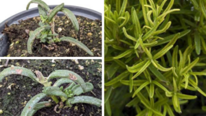 How to Identify Boron and Iron Problems in Rosemary