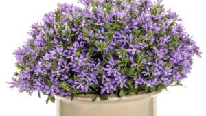 Getting Precise With Plant Photoperiods