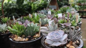 Tropical Foliage Plants Cares for Its Customers and Its Team