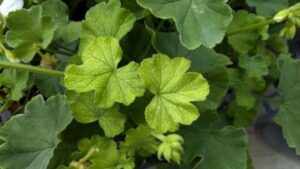 How to Identify Manganese Deficiency in Geraniums