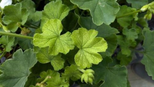 How to Identify Manganese Deficiency in Geraniums