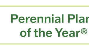 Perennial Plant Association Announces 2025 Perennial Plant of the Year