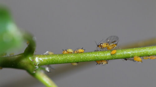 How to Keep Your Tropical Plants Clean From Pests