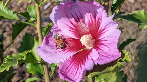 Research Uncovers a New Way to Better Attract Bees and Other Pollinators