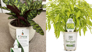 Why There’s a Renewed Interest in Sustainable Packaging for Plants