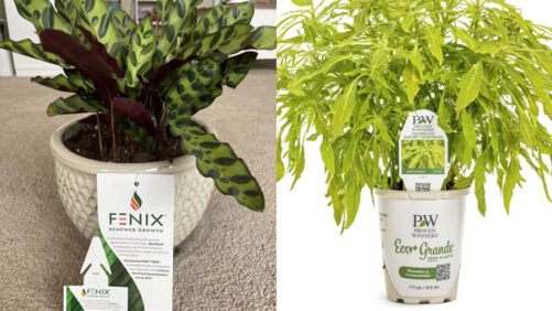 Why There’s a Renewed Interest in Sustainable Packaging for Plants