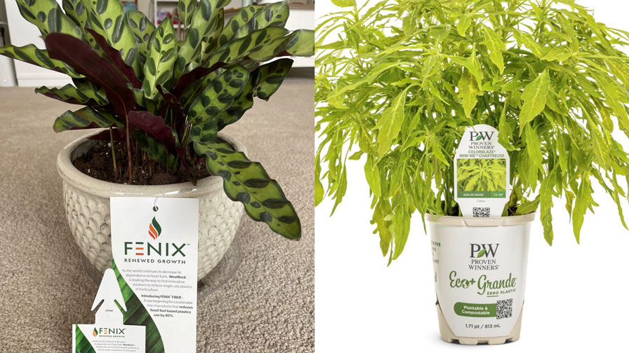 Why There’s a Renewed Interest in Sustainable Packaging for Plants