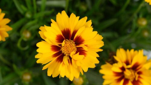 More New Disease-Resistant Varieties From Leading Plant Breeders